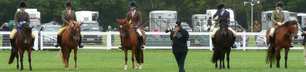 Breed Show 2009, Large Open Ridden mares & geldings