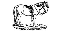 newforestpony.com